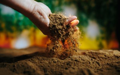 Topsoil vs Compost: Differences & Uses