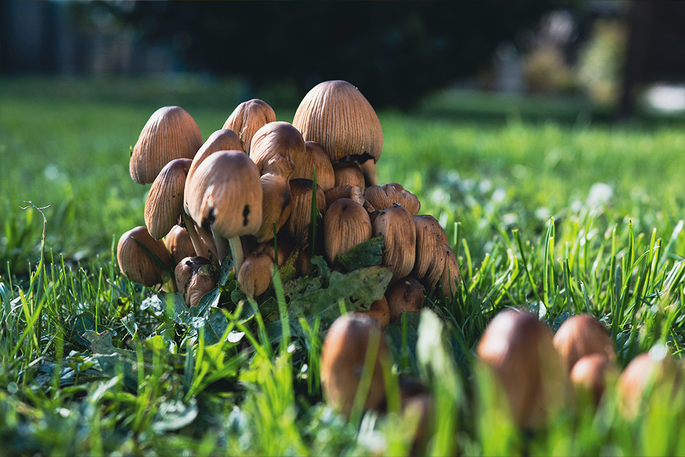 Turfworld_Mushrooms in Lawn Turfworld, top-quality lawn for over 20 years, how to deal with mushrooms on your lawn guide on our blog