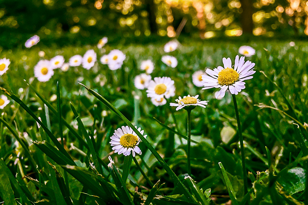 Turfworld_Daisy_Blog Post Turfworld, West Midlands, daisy blog post. Maintaining your lawn to be healthy
