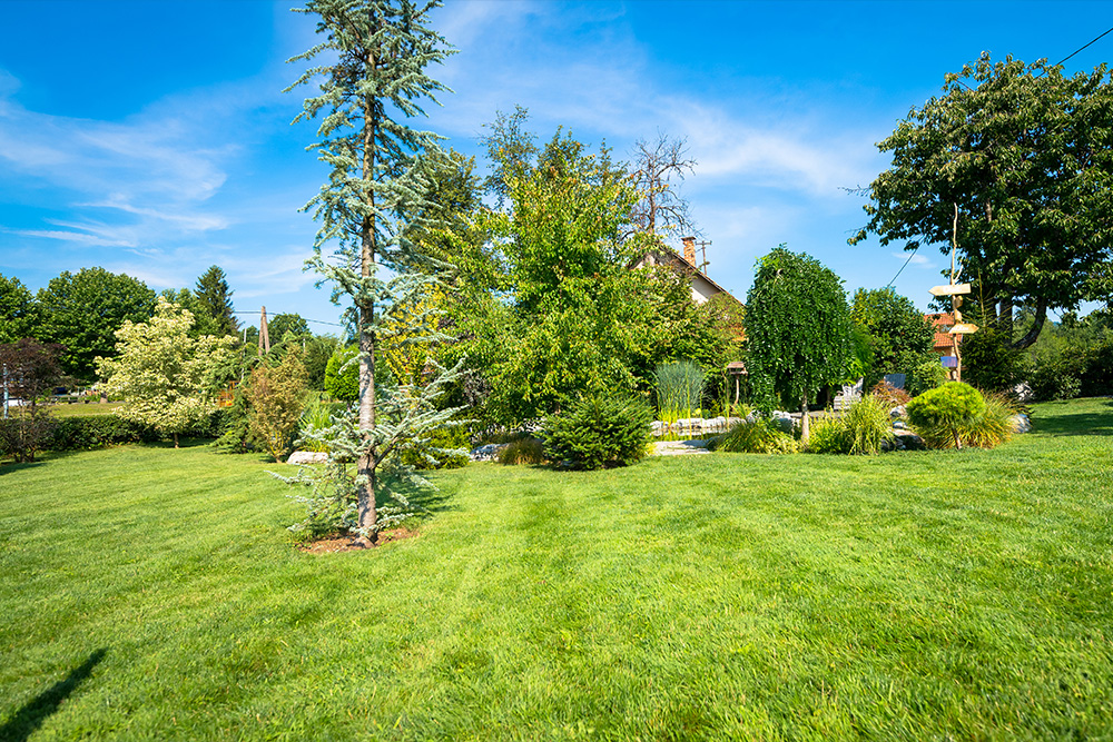 Turfworld_Lawn Care_Guide_Blog Turfworld, West Midlands, lawn care guide on our blog