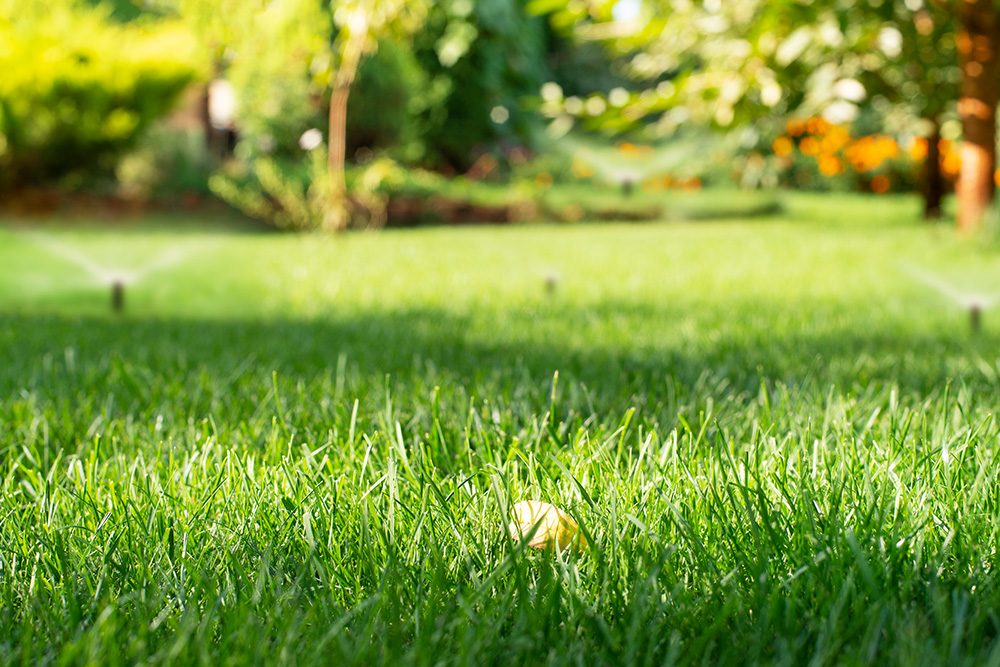 Turfworld_Lawn_Care and Tips_Blog Turfworld, Wolverhampton, lawn care top tips and tricks