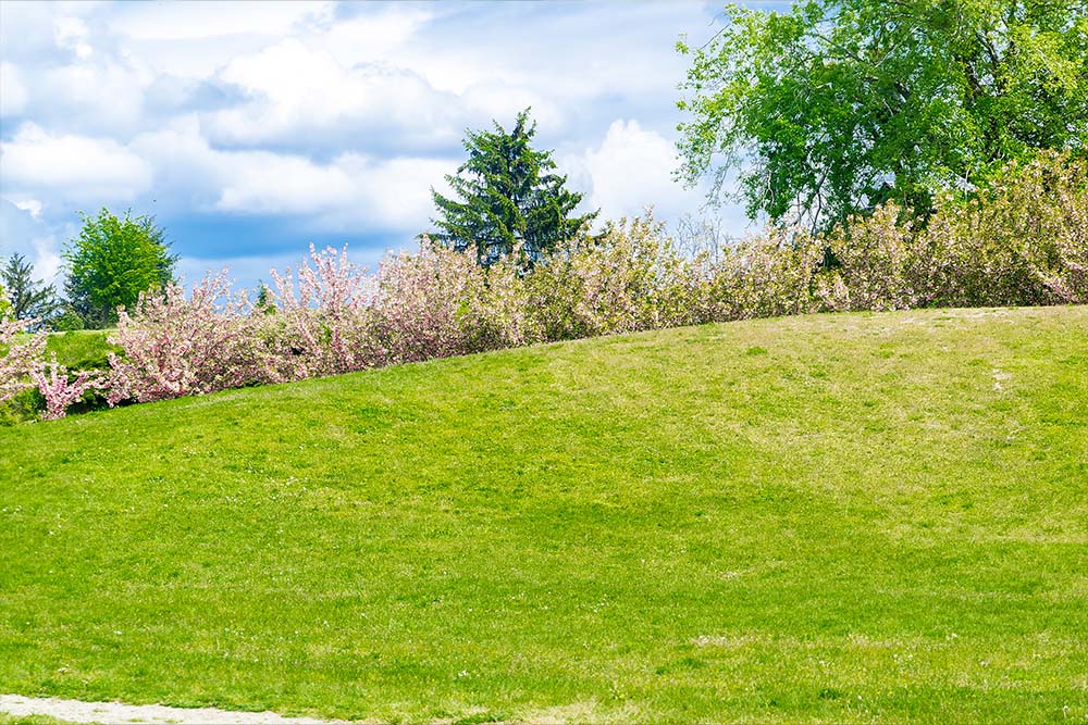 Turfworld_Patchy Grass_Blog Post Turfworld high-quality lawn at an affordable price