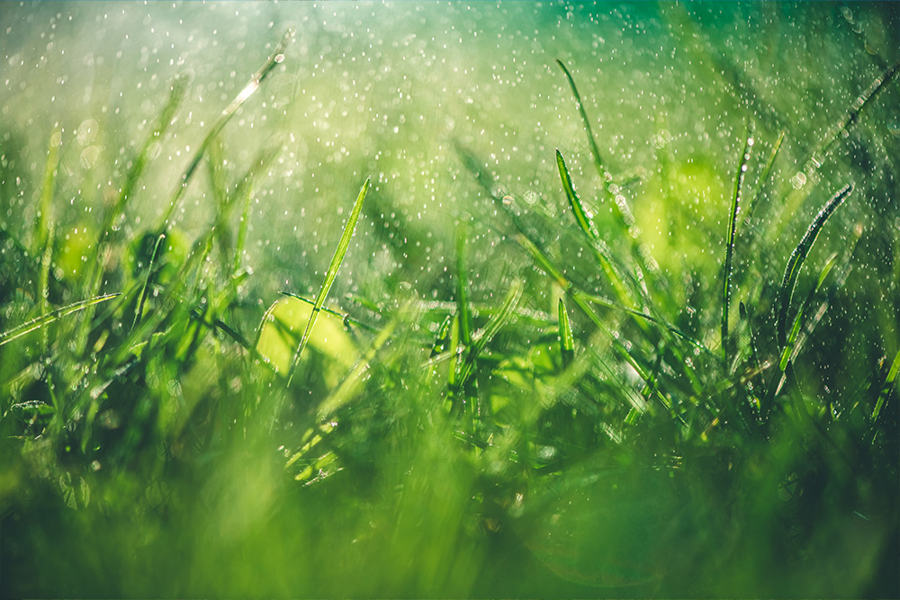 Turfworld turf which is high-quality for all uses. Tips and tricks for waterlog turf